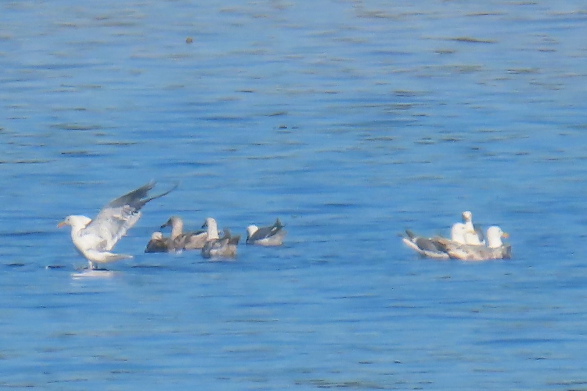 Glaucous-winged Gull - ML639083976