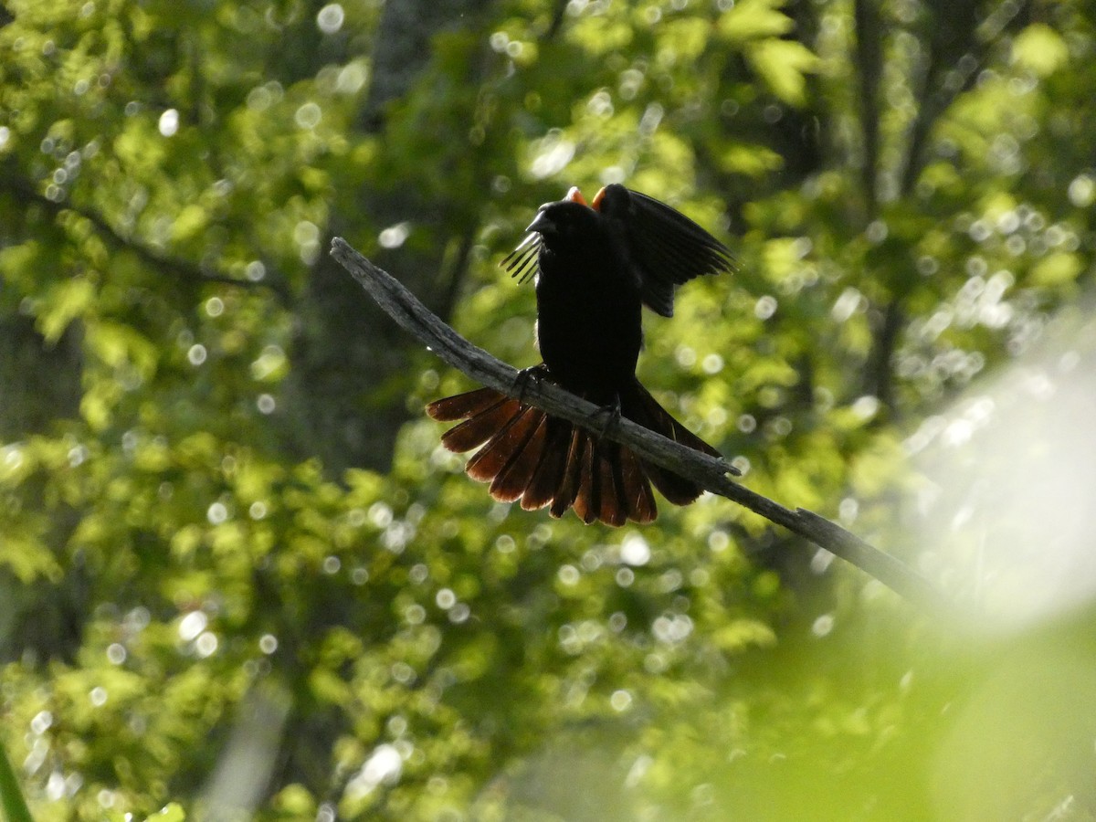 Red-winged Blackbird - ML639083989