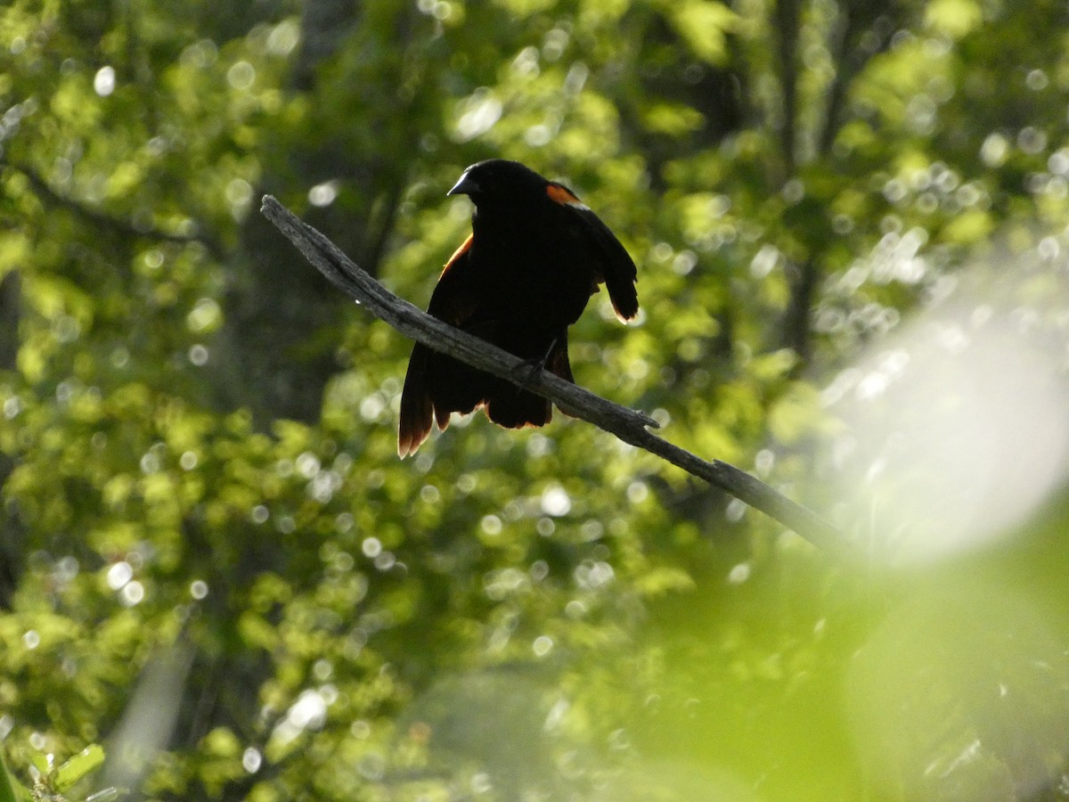 Red-winged Blackbird - ML639083990