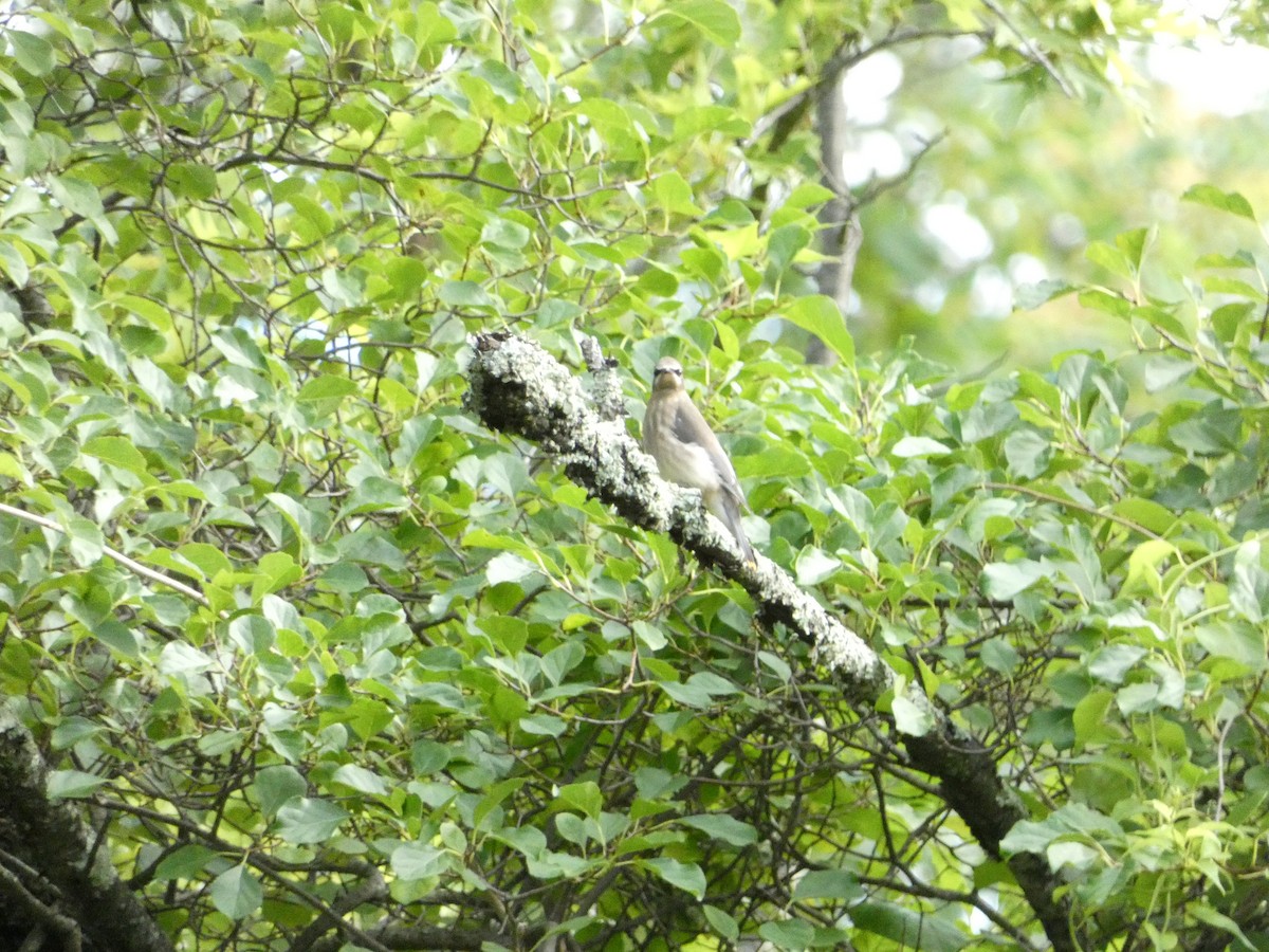 Cedar Waxwing - ML639083991