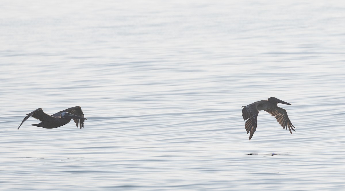 Brown Pelican - ML639083994