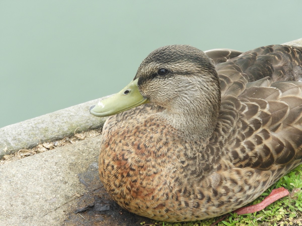 Mallard - ML639083995