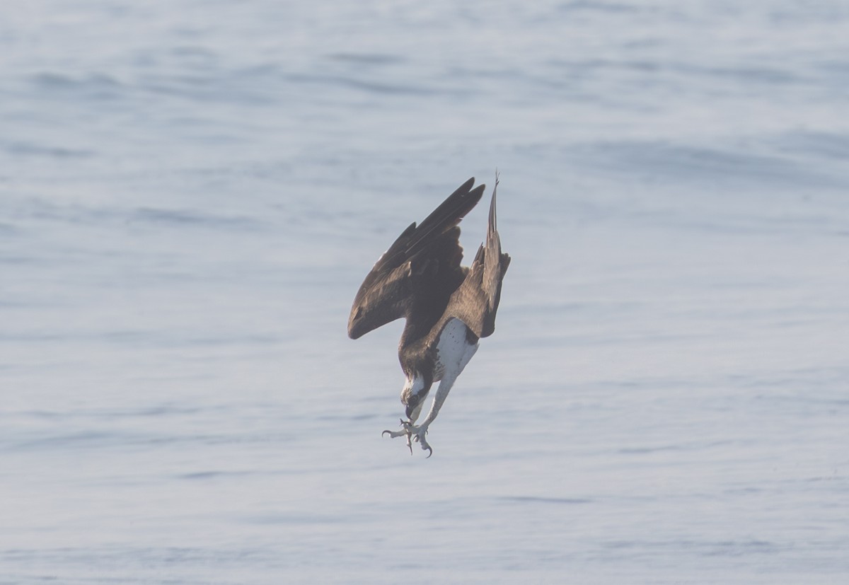 Osprey - ML639083997