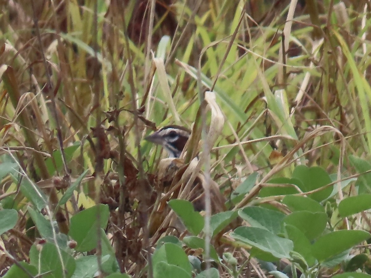 Lark Sparrow - ML639083999