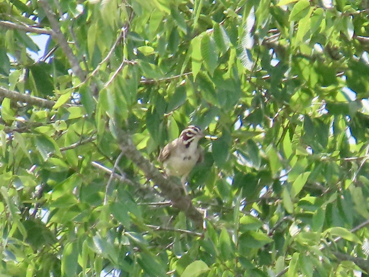 Lark Sparrow - ML639084000
