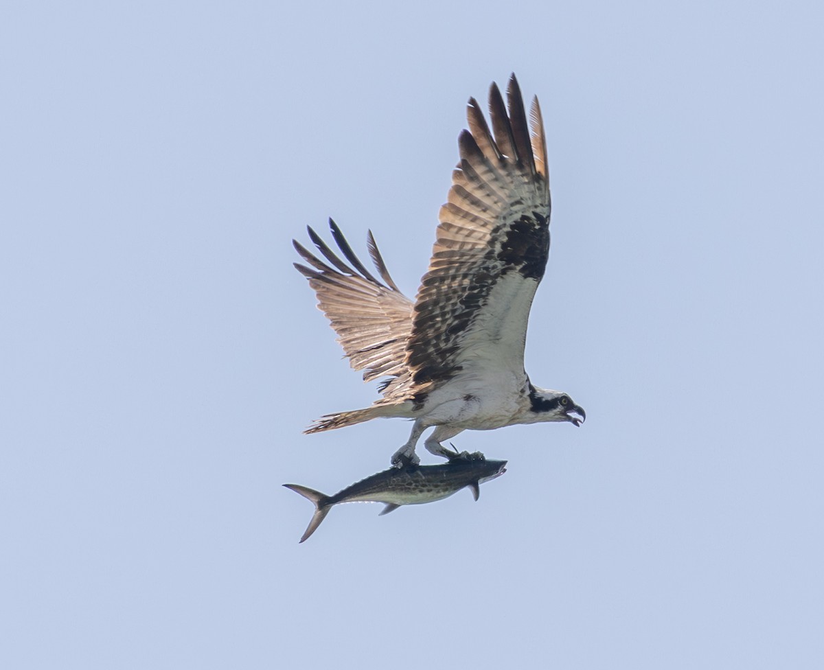 Osprey - ML639084004