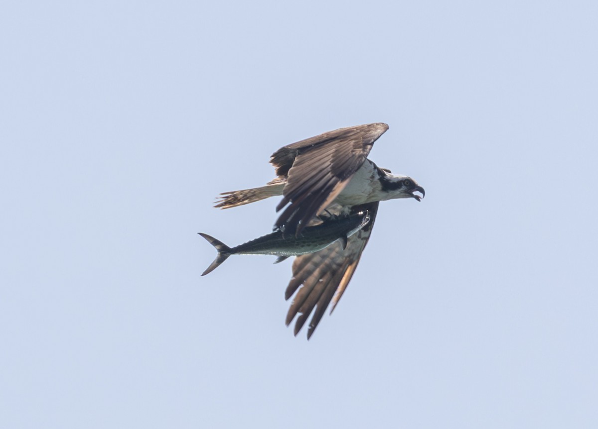 Osprey - ML639084005