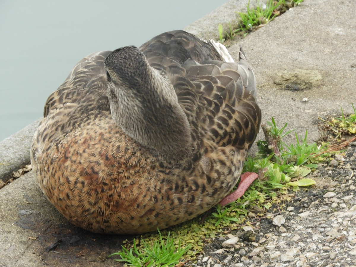 Mallard - ML639084007