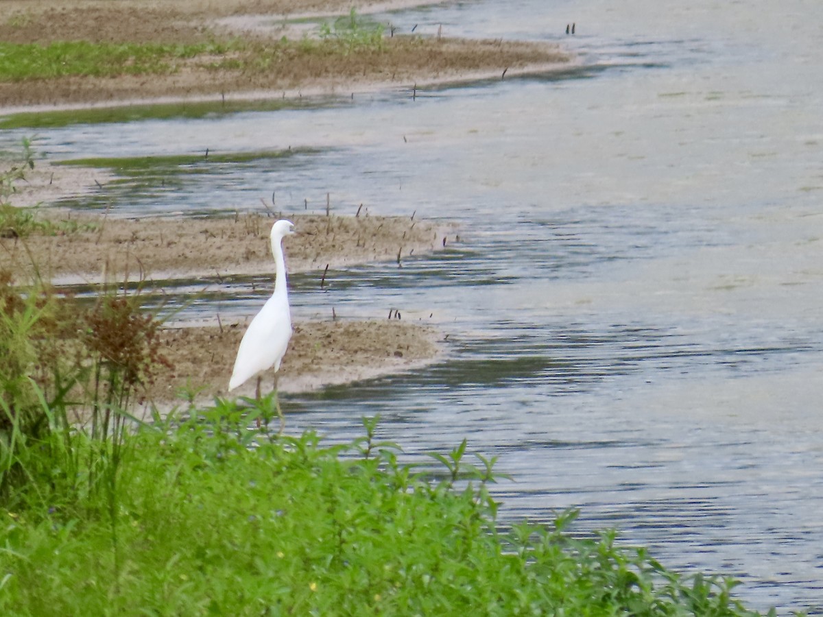 Little Blue Heron - ML639084008
