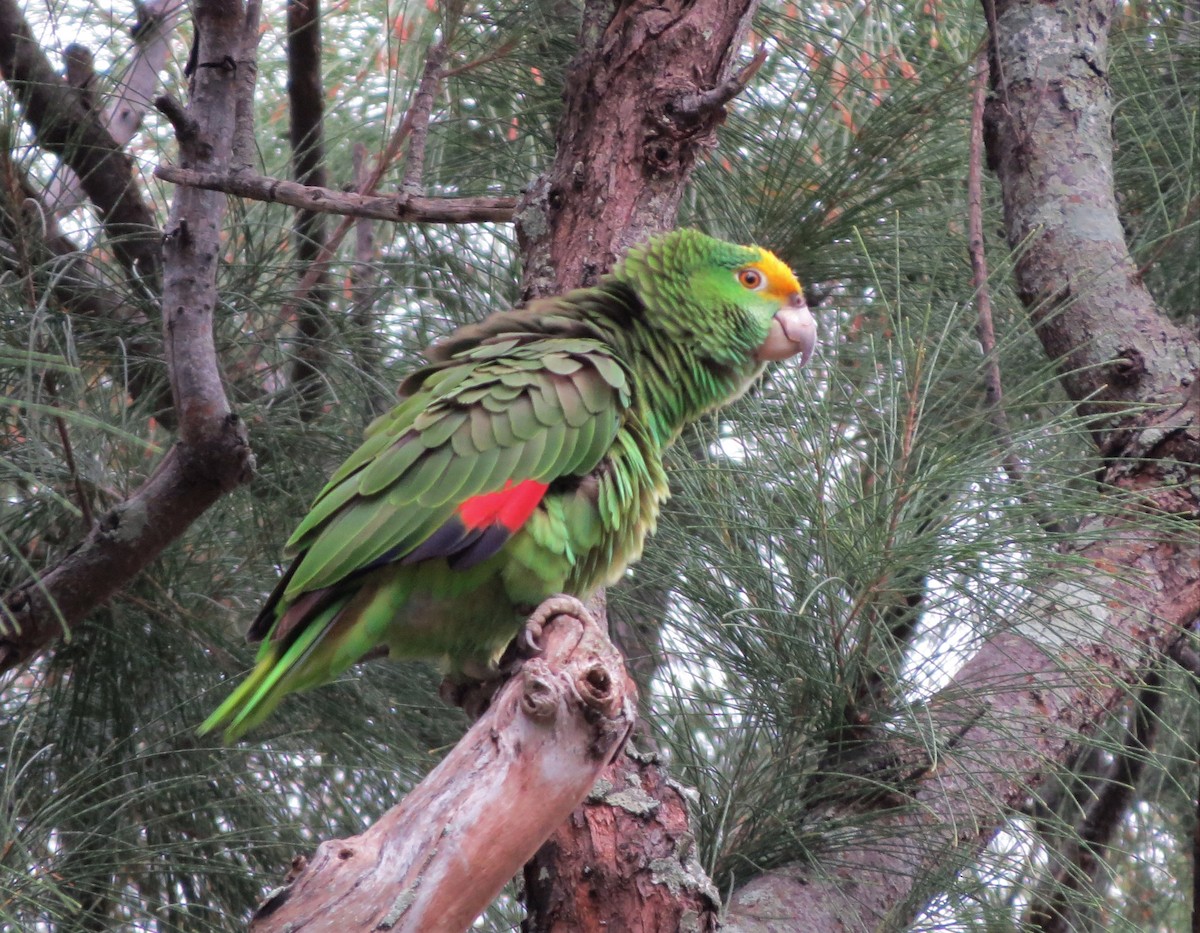 Yellow-crowned Amazon - ML63908401