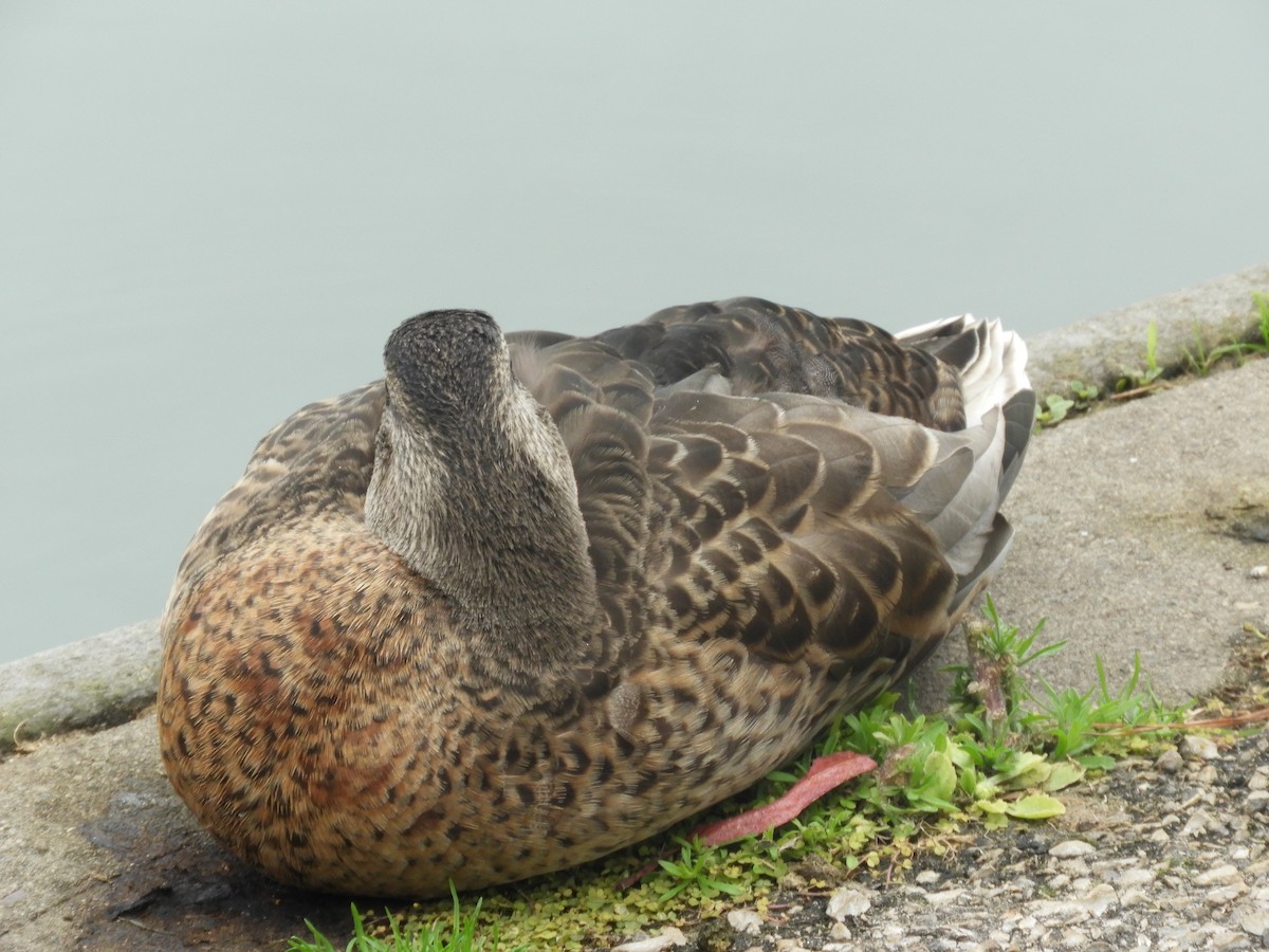 Mallard - ML639084010