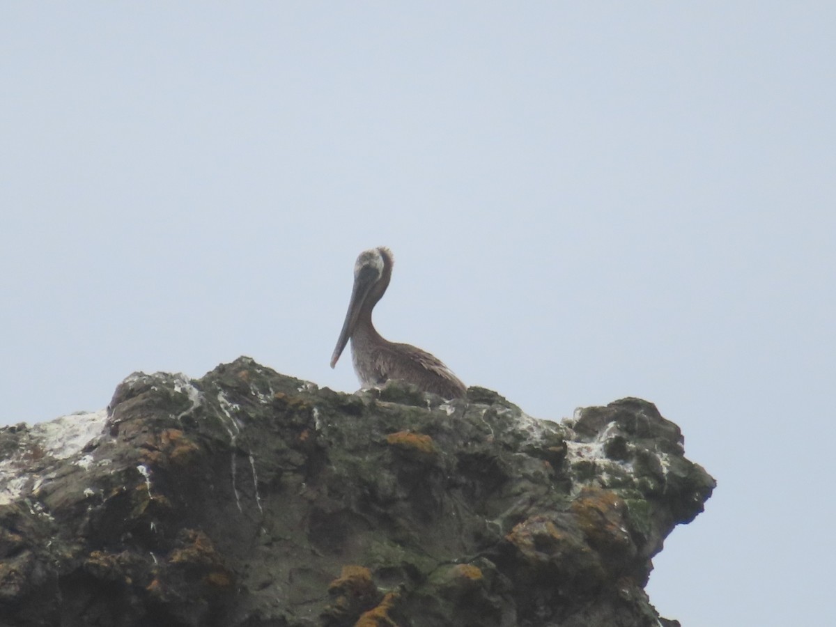Brown Pelican - ML639084011