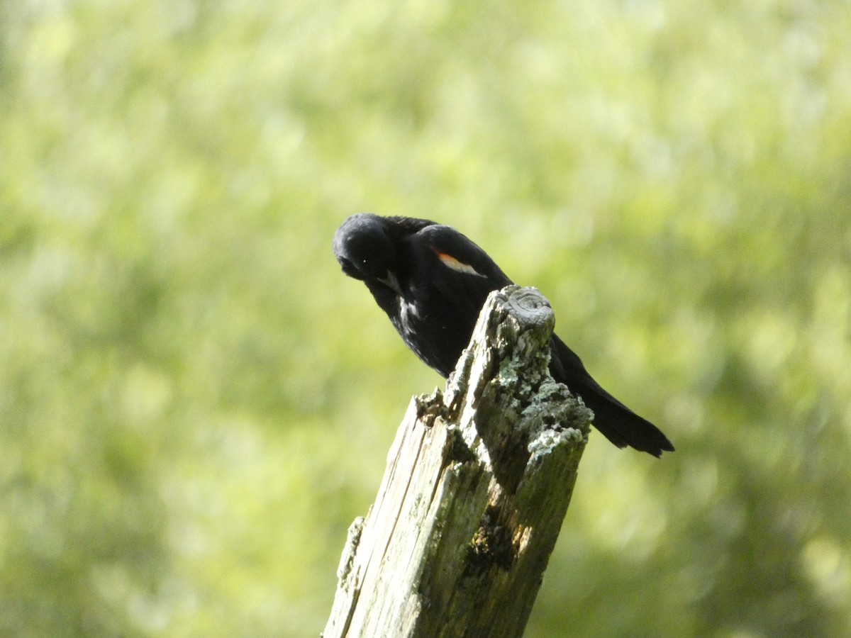Red-winged Blackbird - ML639084012