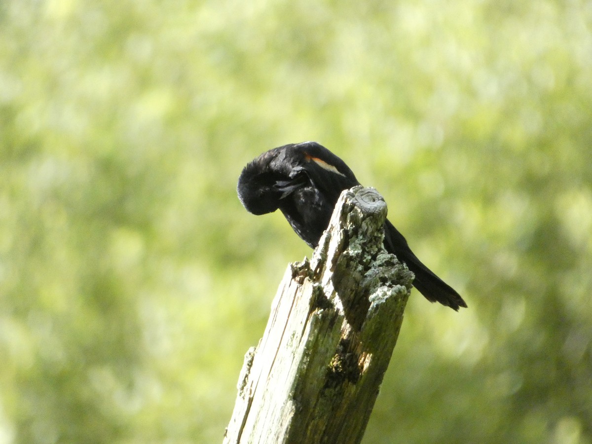 Red-winged Blackbird - ML639084013