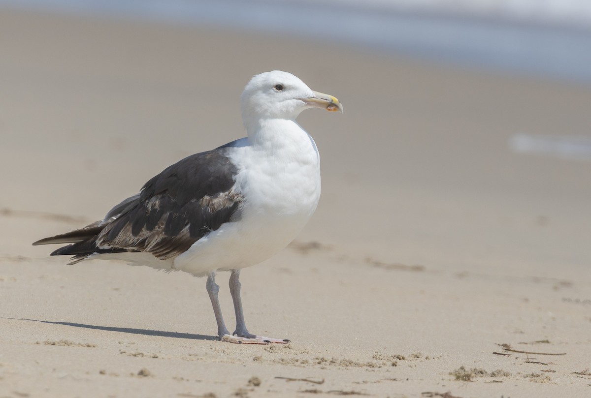 Great Black-backed Gull - ML639084014