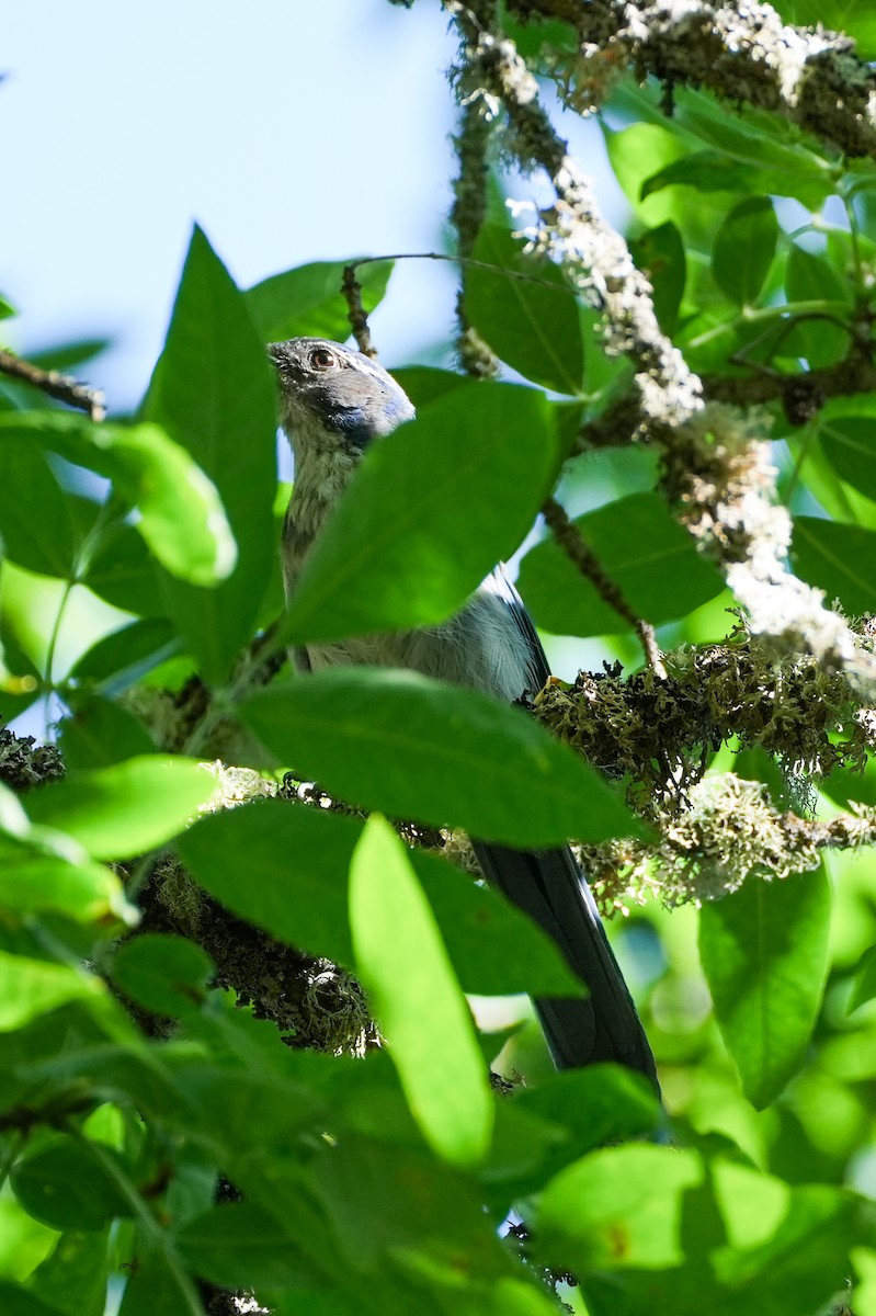 California Scrub-Jay - ML639084016