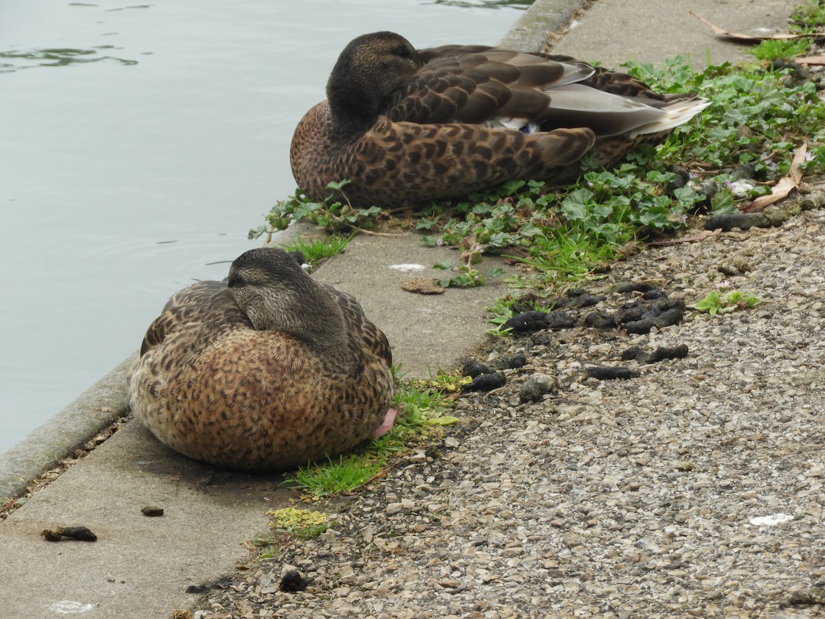 Mallard - ML639084018
