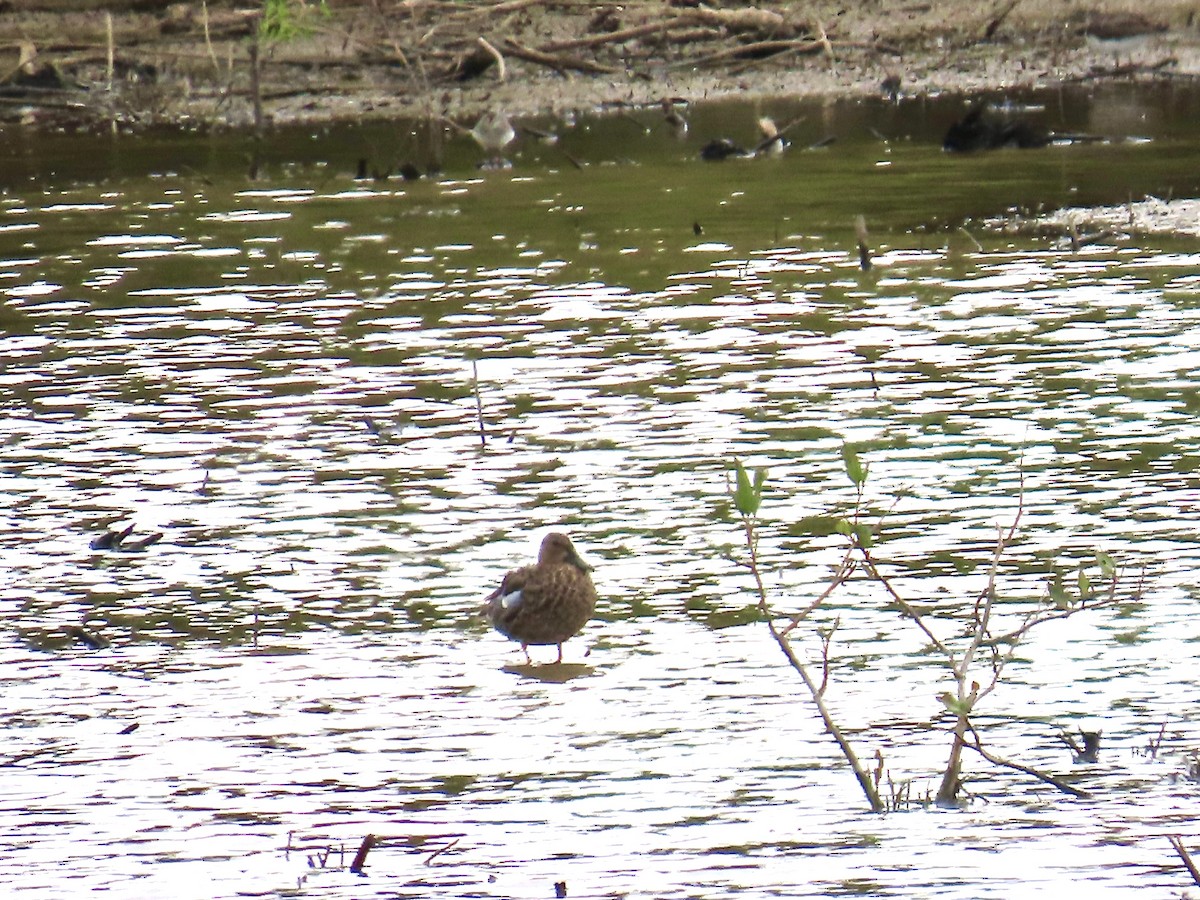 Blue-winged Teal - ML639084019