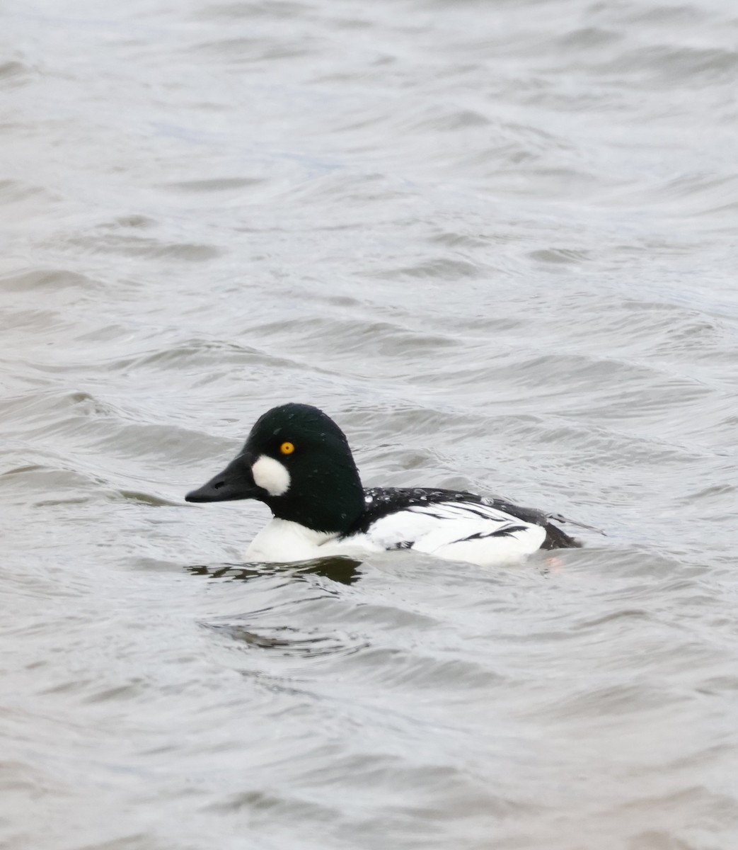 Common Goldeneye - ML639084020
