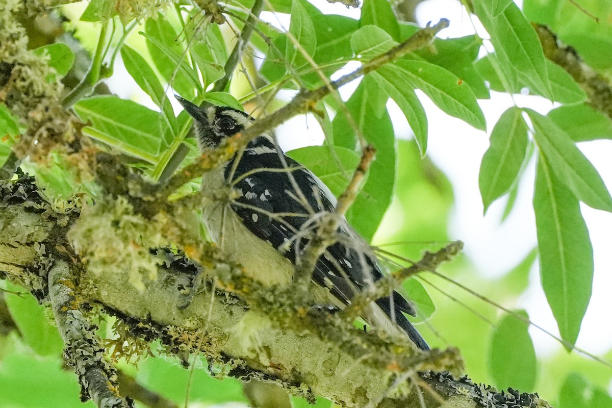 Downy Woodpecker - ML639084022