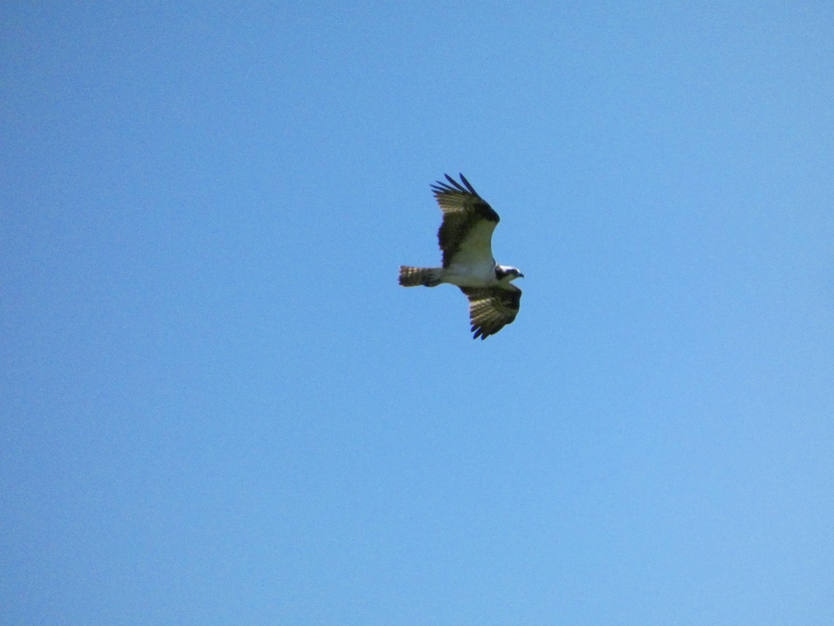 Águila Pescadora - ML639084038