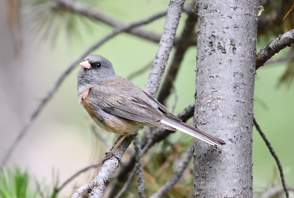 Junco Ojioscuro - ML639084052
