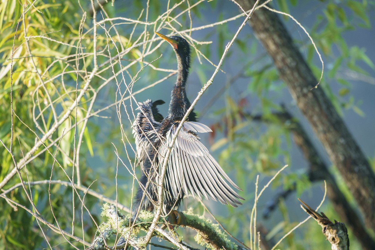 Anhinga Americana - ML639084058