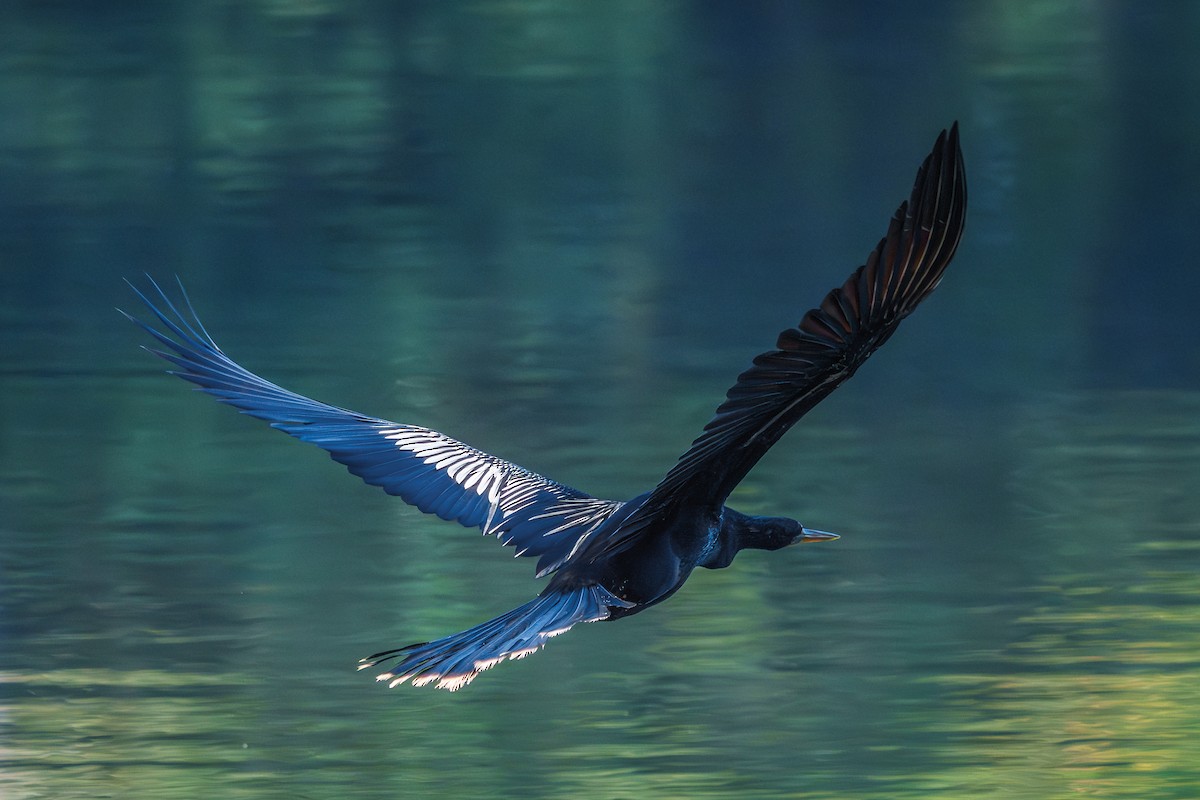 Anhinga Americana - ML639084059