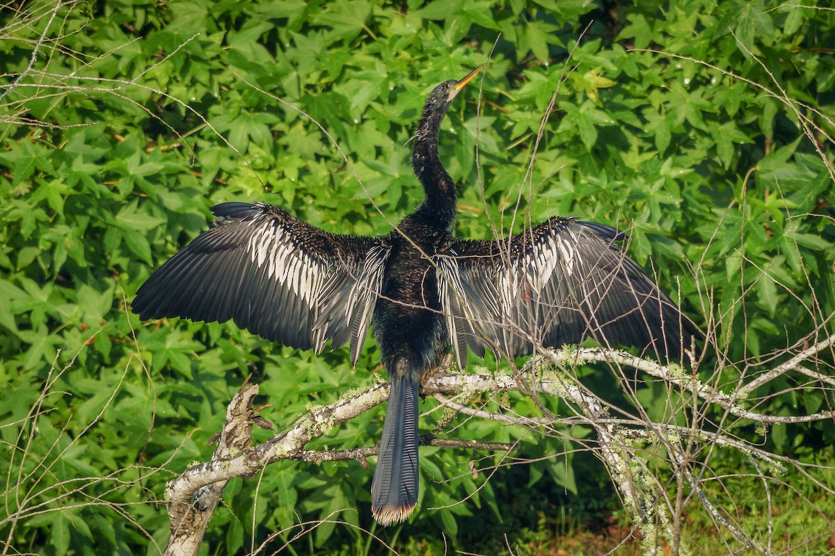Anhinga Americana - ML639084060