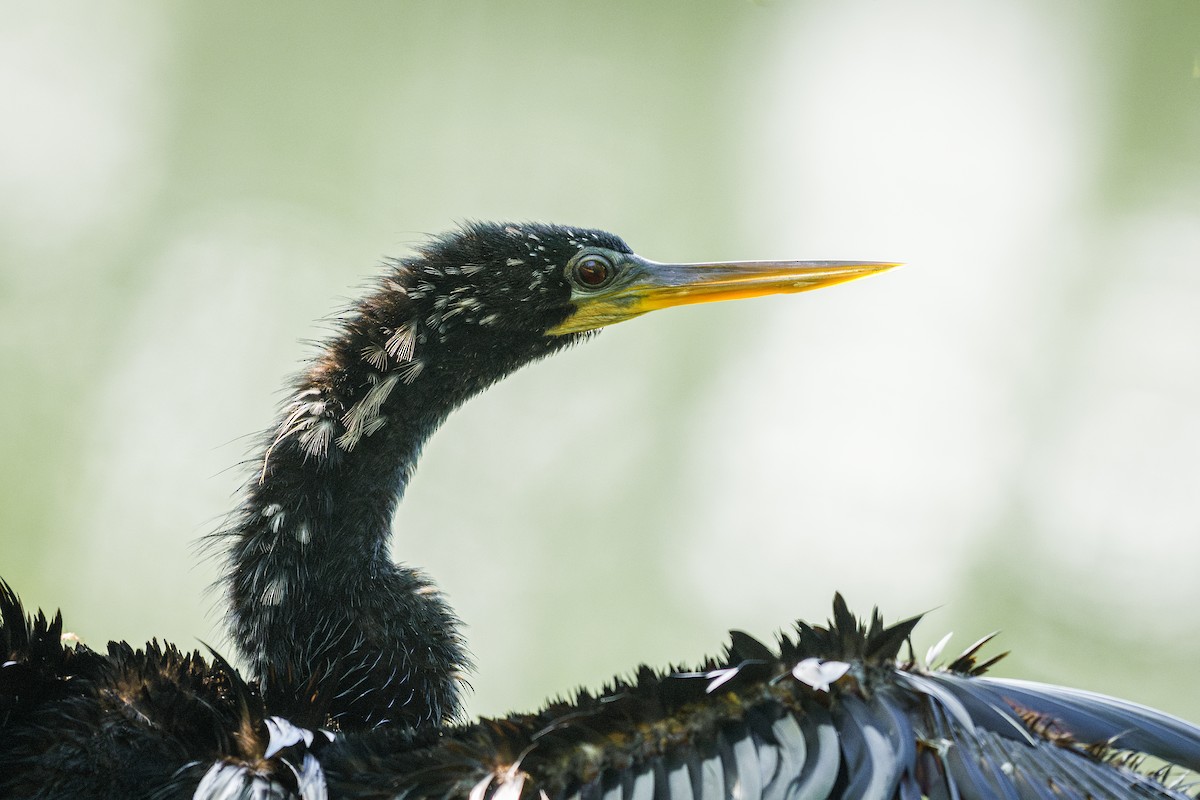 Anhinga Americana - ML639084062