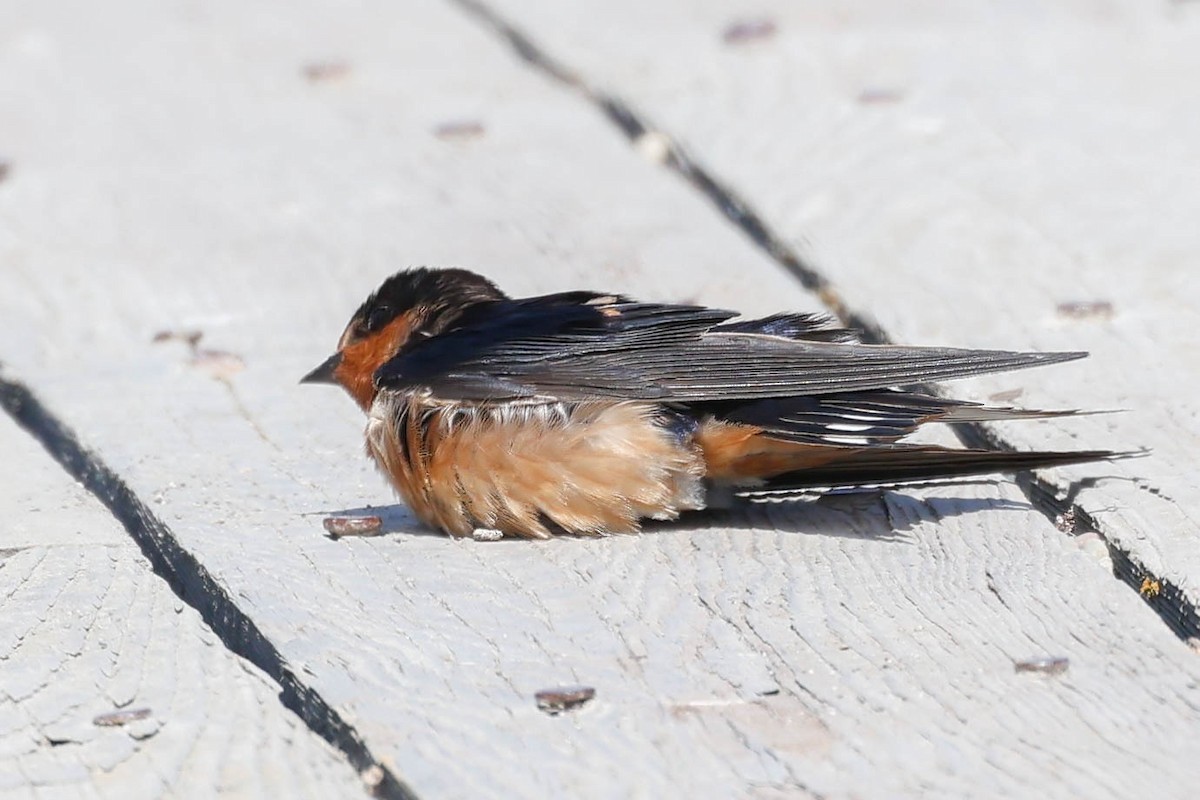 Golondrina Común - ML639084069