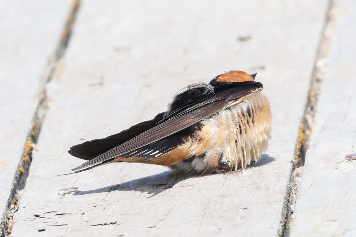 Golondrina Común - ML639084071