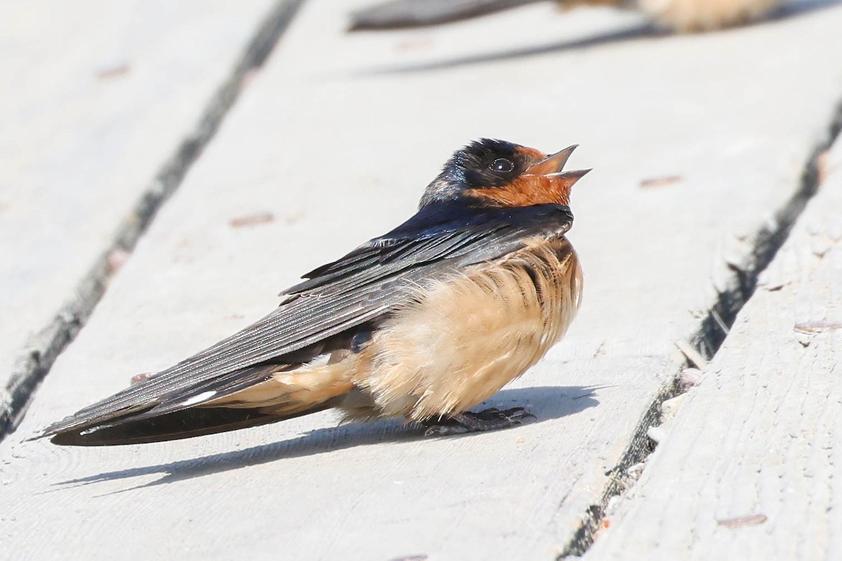 Golondrina Común - ML639084072