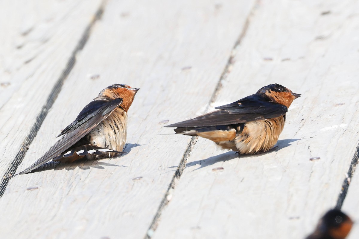 Golondrina Común - ML639084074