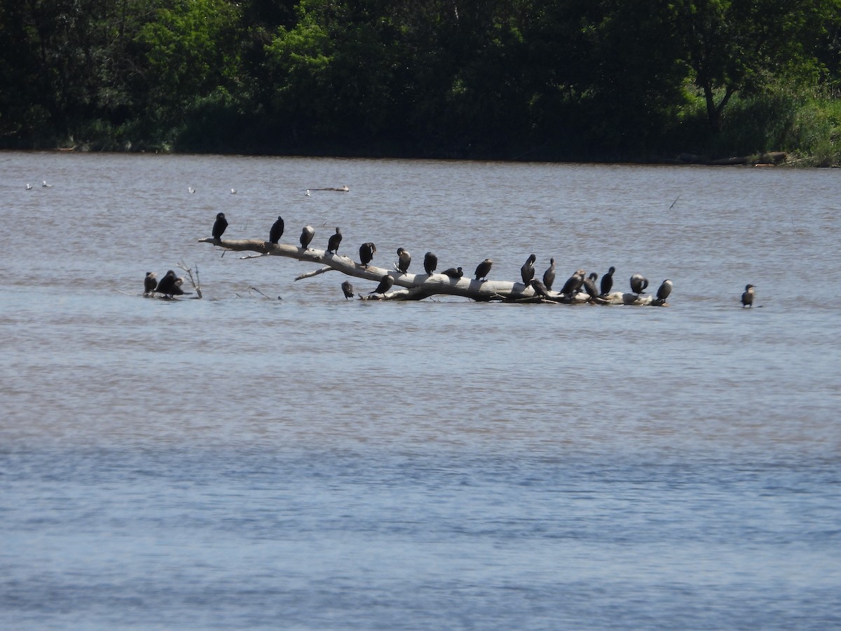 Cormorán Orejudo - ML639084078