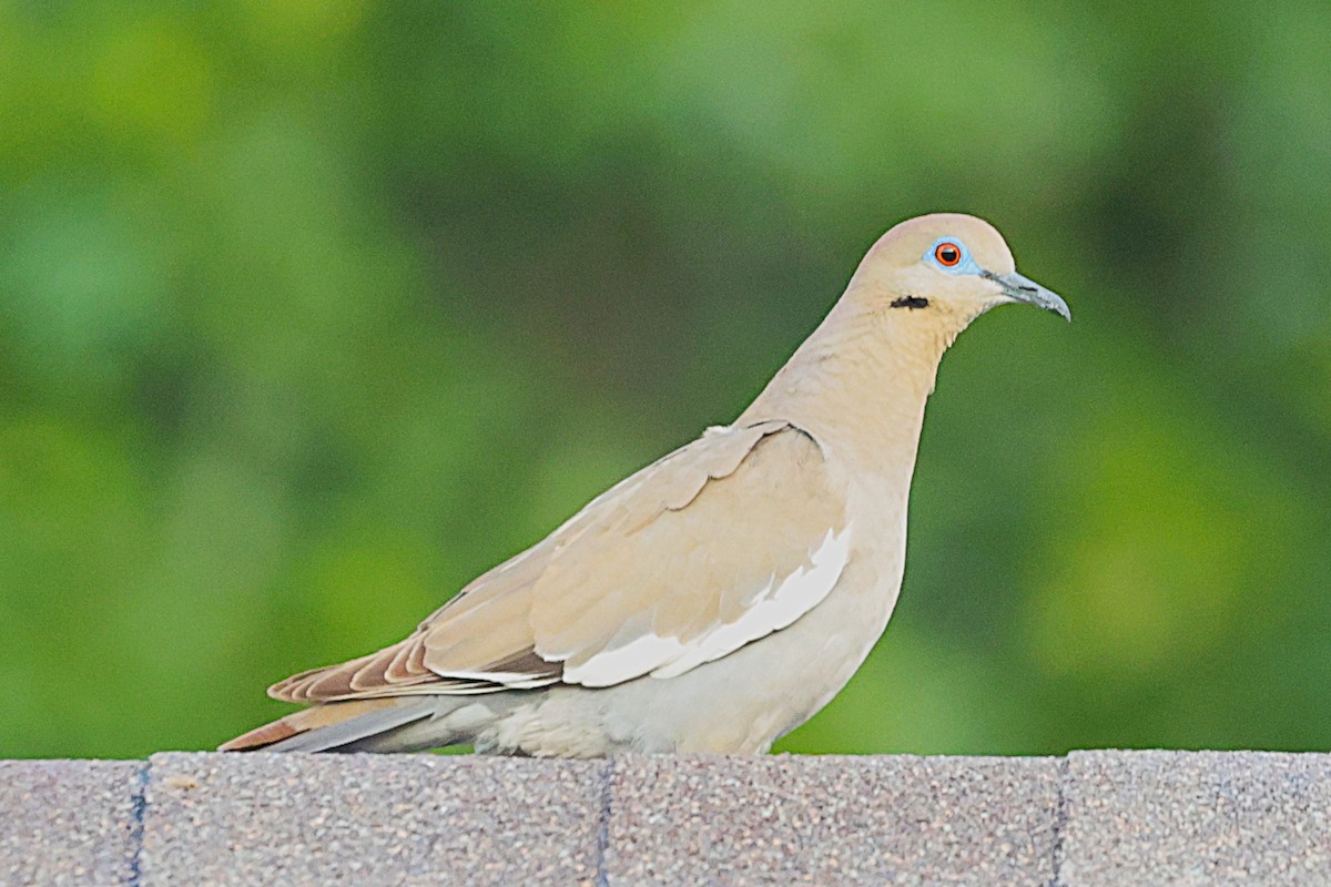ハジロバト - ML639084135