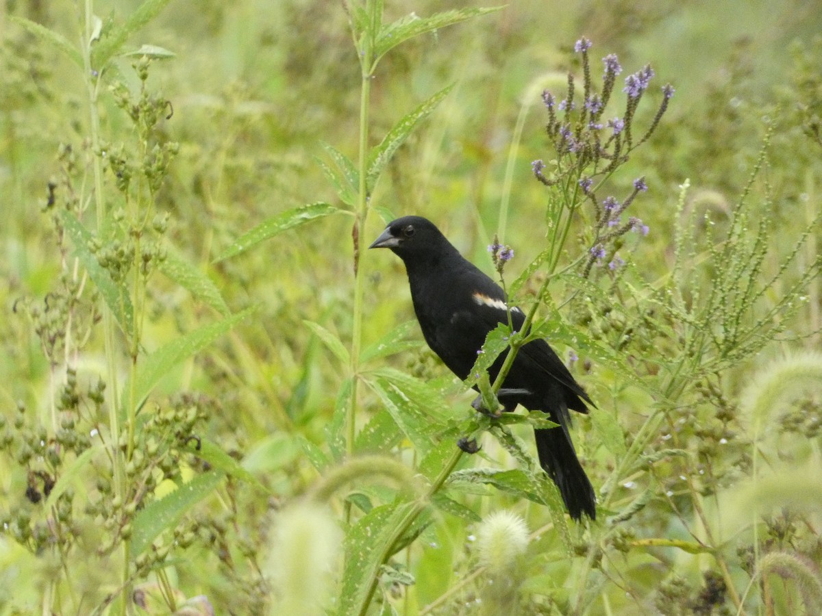 Red-winged Blackbird - ML639084152
