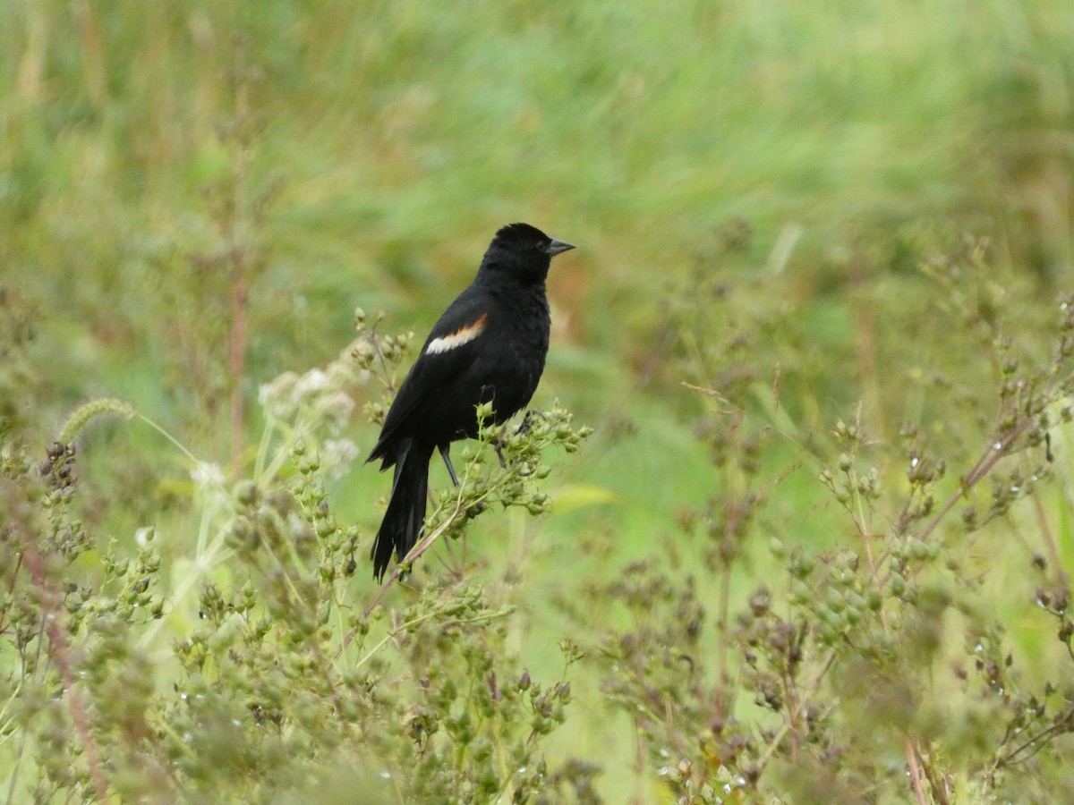 Red-winged Blackbird - ML639084153