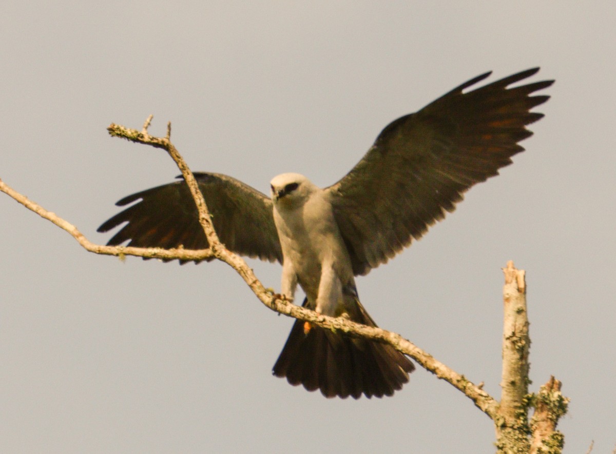 Mississippi Kite - ML639084159