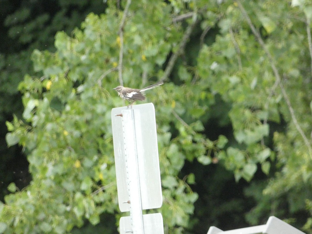 Northern Mockingbird - ML639084160