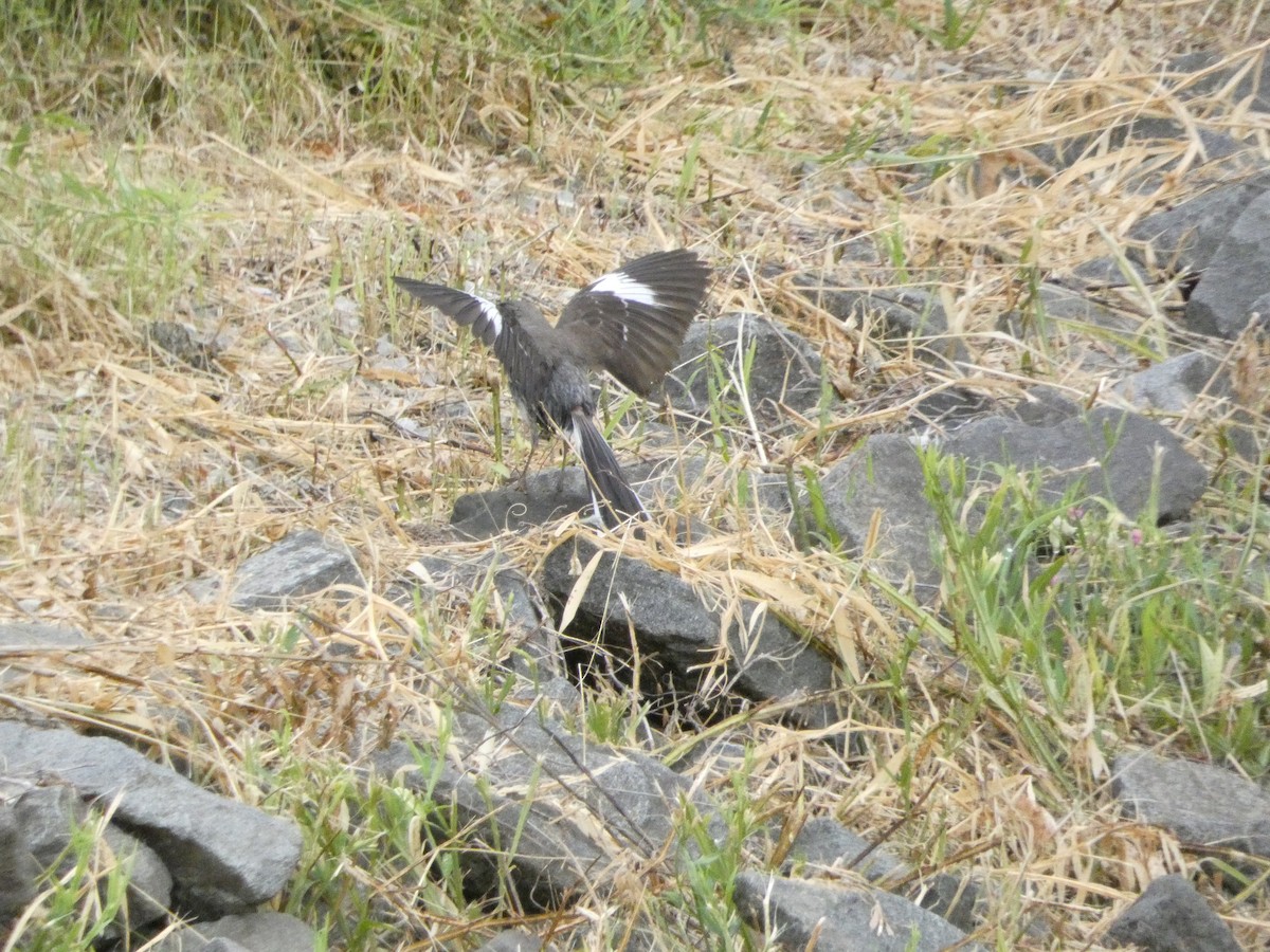 Northern Mockingbird - ML639084162