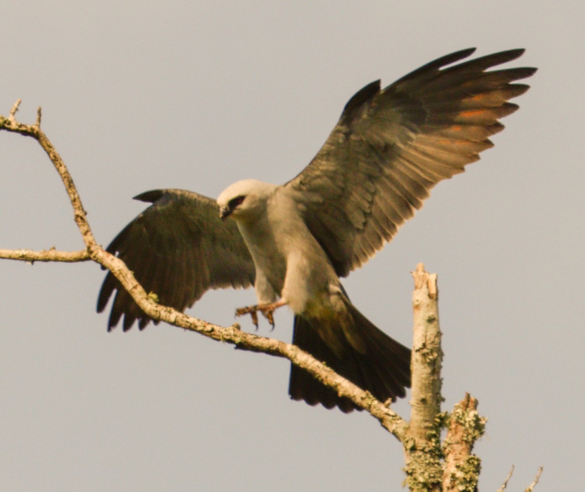 Mississippi Kite - ML639084165