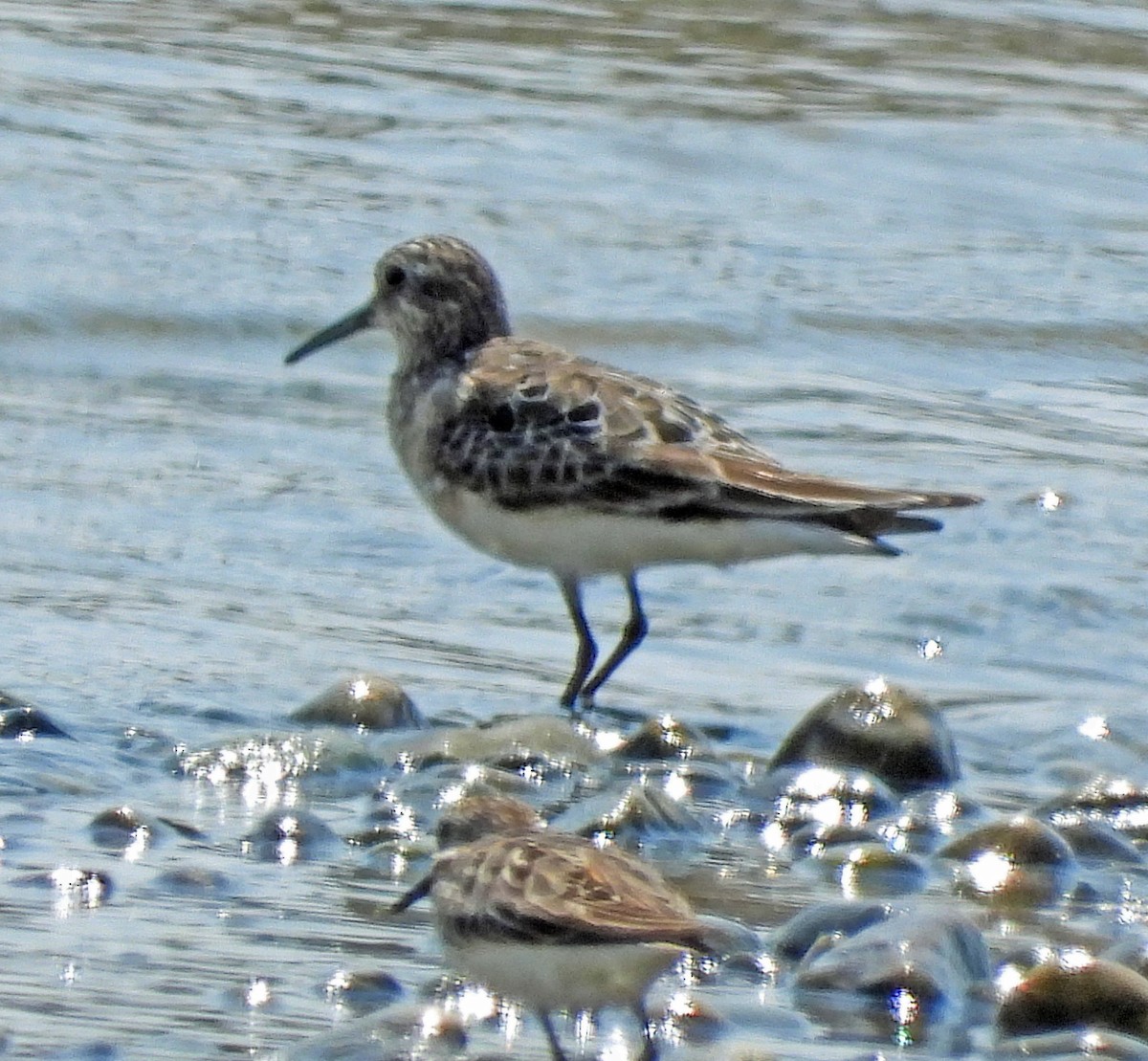 Baird's Sandpiper - ML639084166