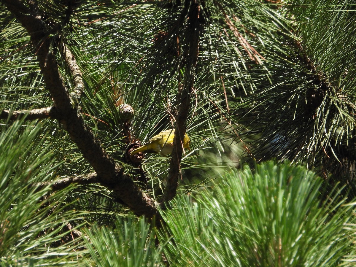 Yellow Warbler - ML639084167