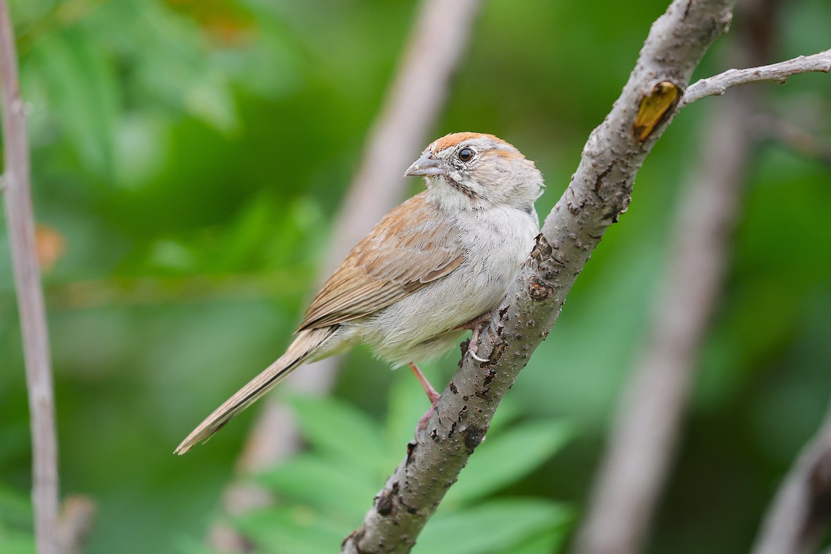 Rufous-crowned Sparrow - ML639084168