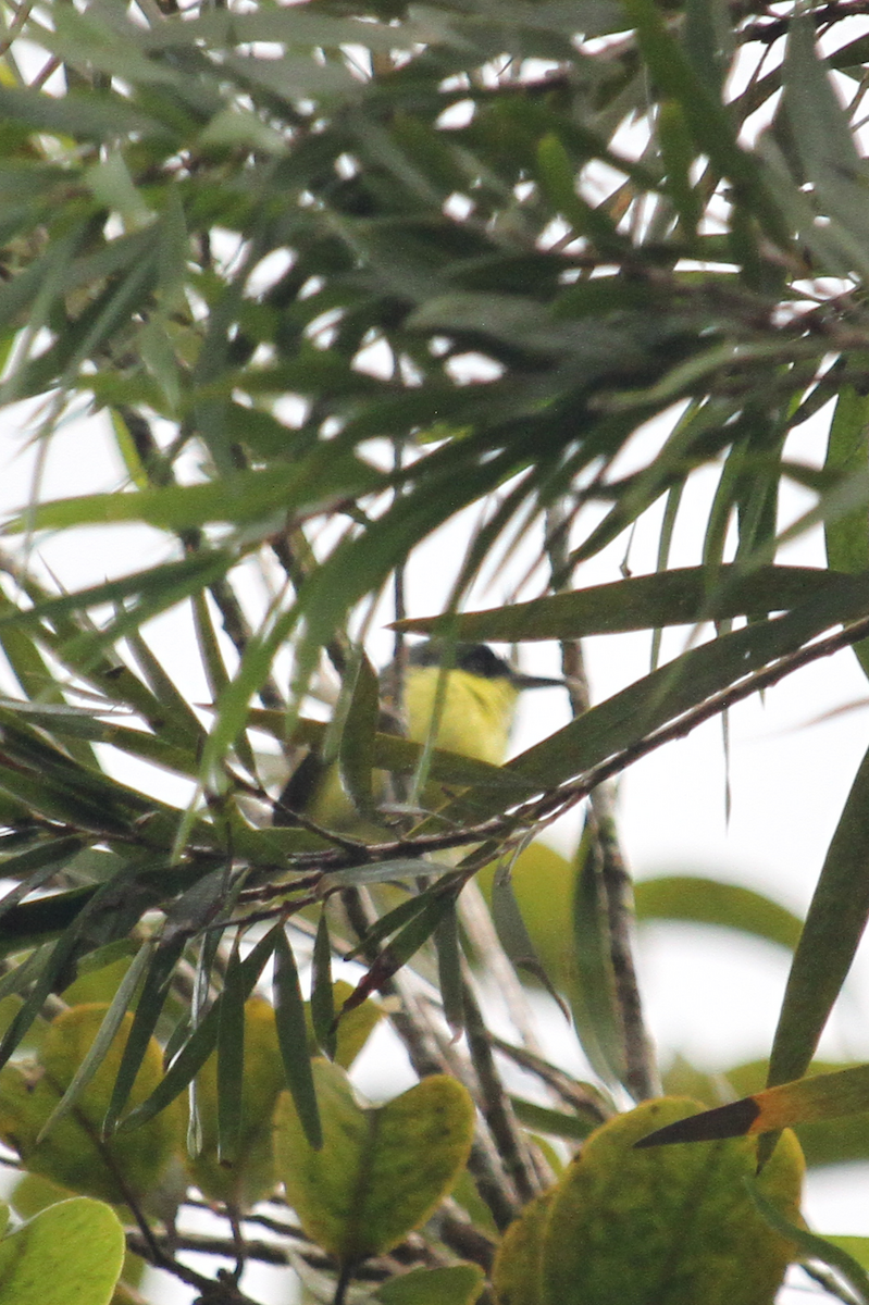 Common Tody-Flycatcher - ML639084172