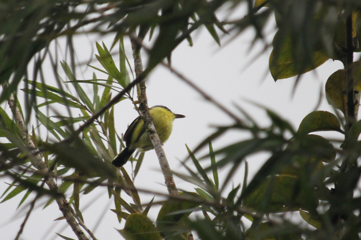Common Tody-Flycatcher - ML639084173