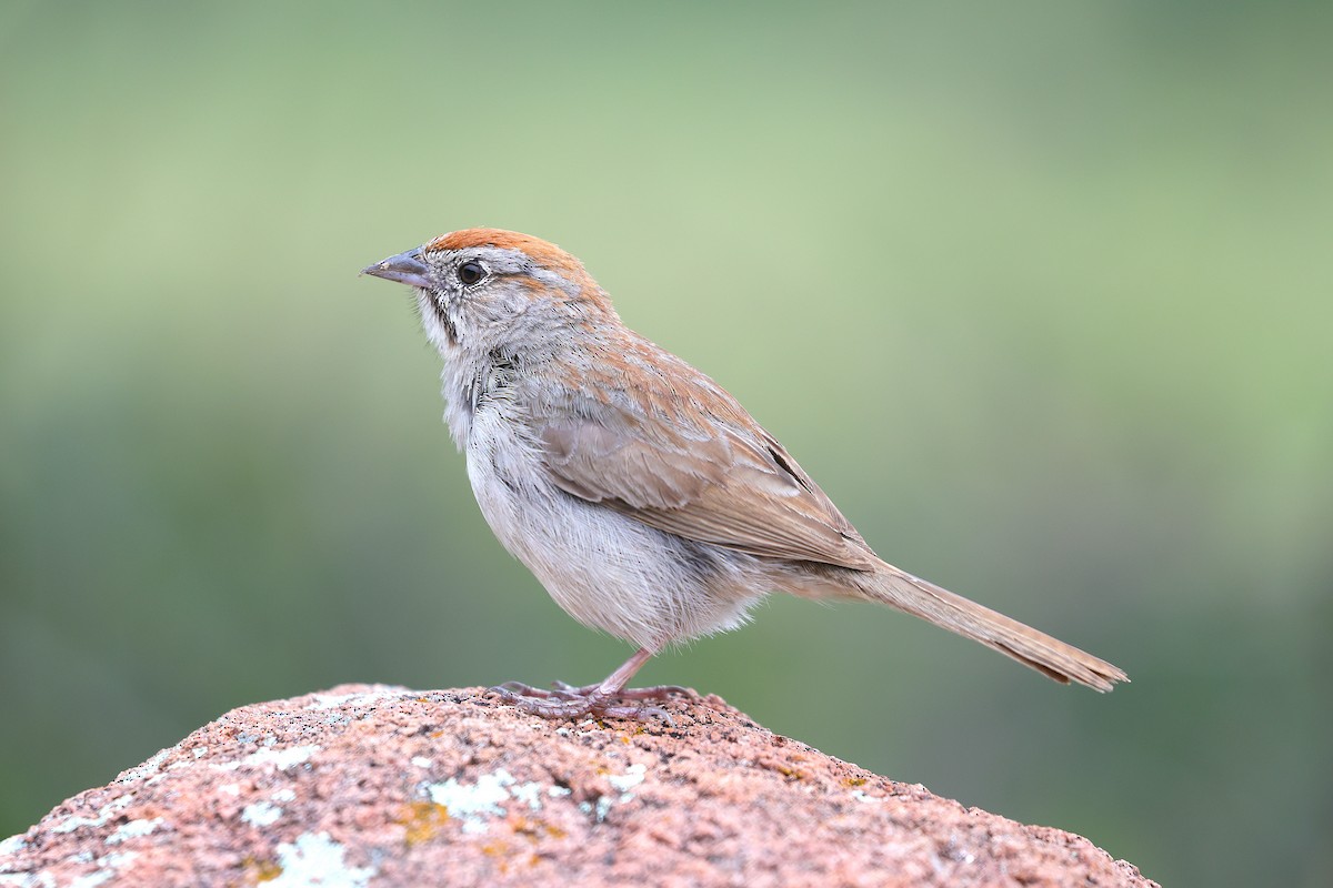 Rufous-crowned Sparrow - ML639084175