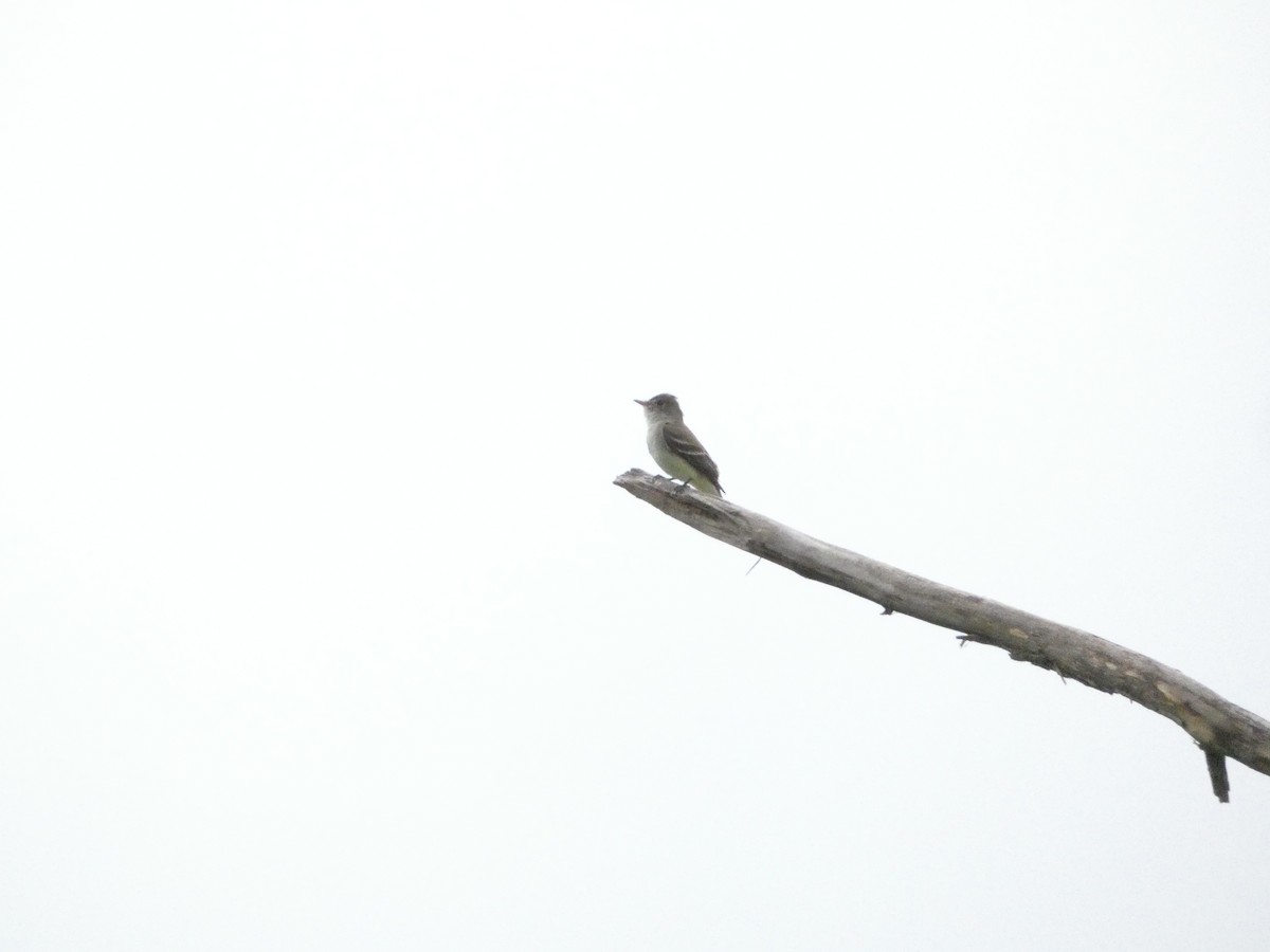 Willow Flycatcher - ML639084180