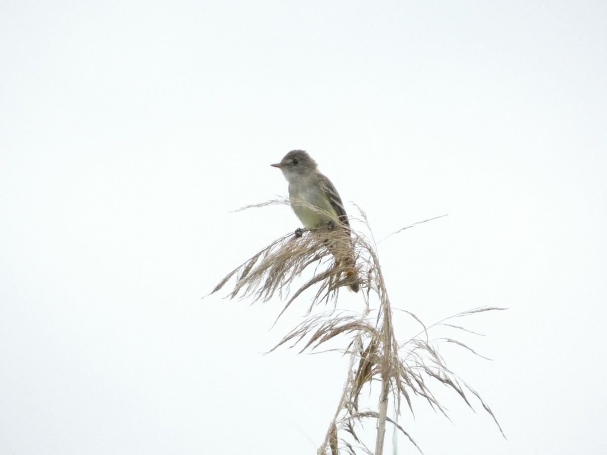 Willow Flycatcher - ML639084182